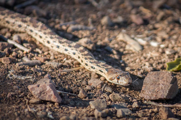 snake at coyote hills - water snake imagens e fotografias de stock