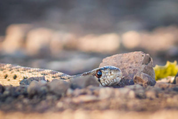 snake at coyote hills - water snake imagens e fotografias de stock