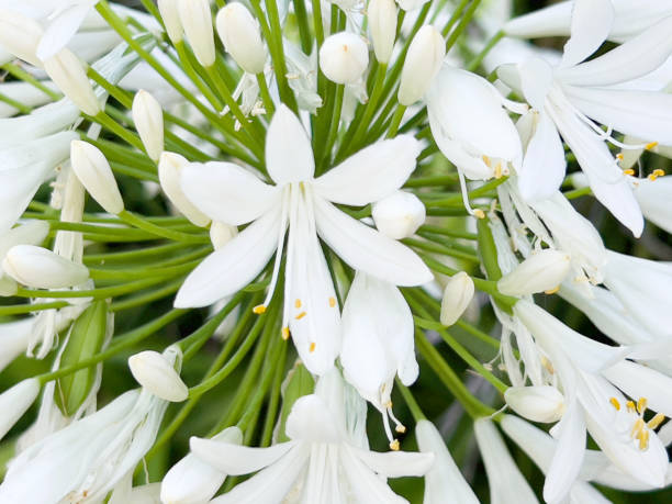istock White Flowering Agapanthus 1380860258