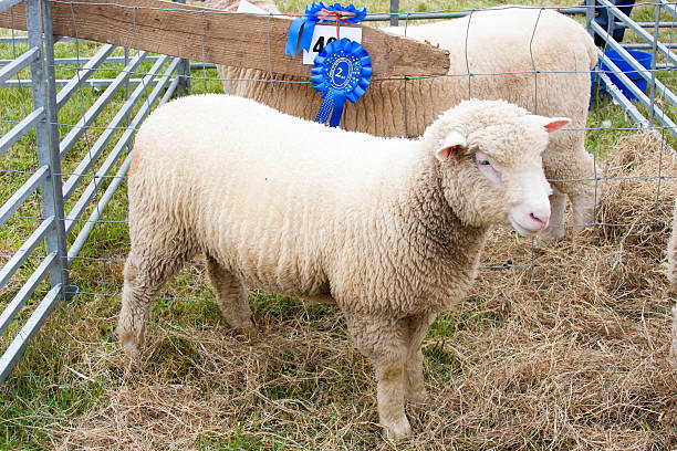istock prize winning sheep at agricultural show with rosette 138087373