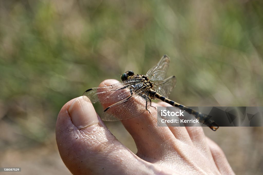 perfekt entspannen-Libelle ruhen auf die Füße - Lizenzfrei Ast - Pflanzenbestandteil Stock-Foto