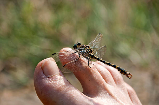istock perfekt relaxing - dragonfly resting on human feet 138087529