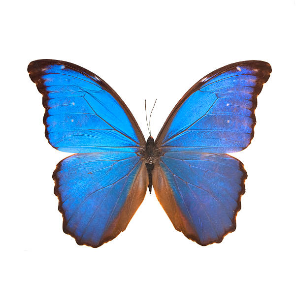istock big blue butterfly from the far east 138087586
