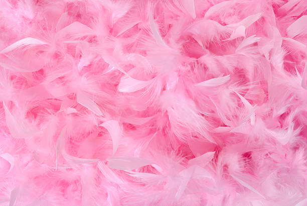 Small Pink Feathers In Pile Background Stock Photo - Download Image Now -  Pink Color, Feather, Feather Boa - iStock