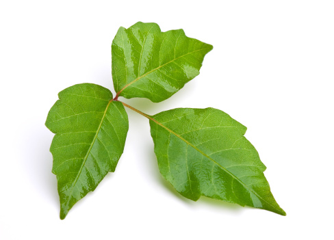 Close-up of Poison Ivy leaves isolated on white background.