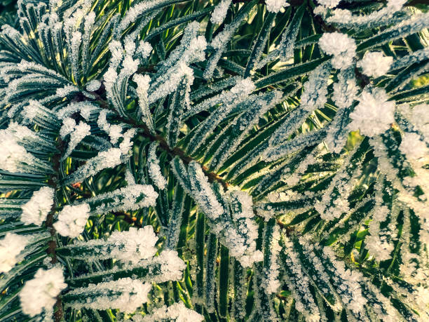 Frozen needles of a fir.