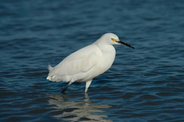istock Snowy Egret Alone At Sea 1380883717