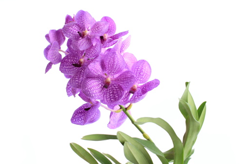 Blue orchid (vanda sansai blue) isolated on white