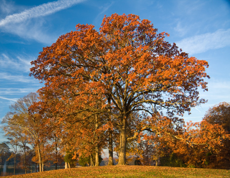 Autumn Post Oak (Quercus stellata) with blue sky.