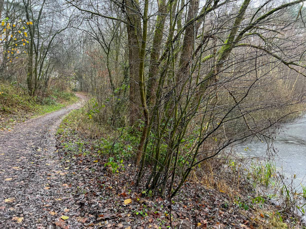 istock A path through a forest next to a lake in the town called 