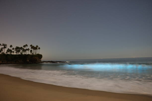 Fluorescent beach in Laguna Beach stock photo