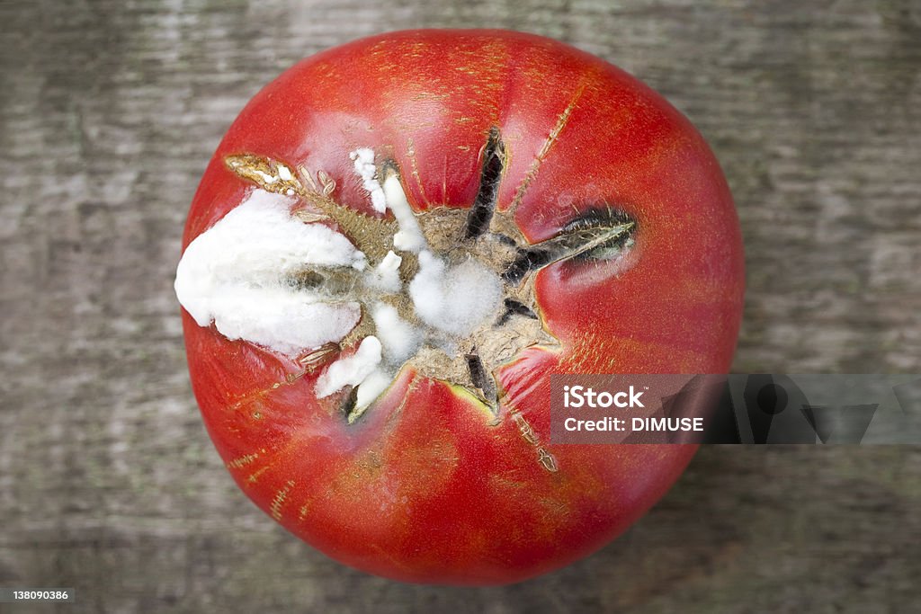 Rotten Moldy tomate - Photo de Tomate libre de droits