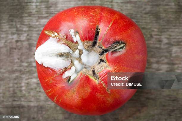 Photo libre de droit de Rotten Moldy Tomate banque d'images et plus d'images libres de droit de Tomate - Tomate, Moisissure, Pourrir