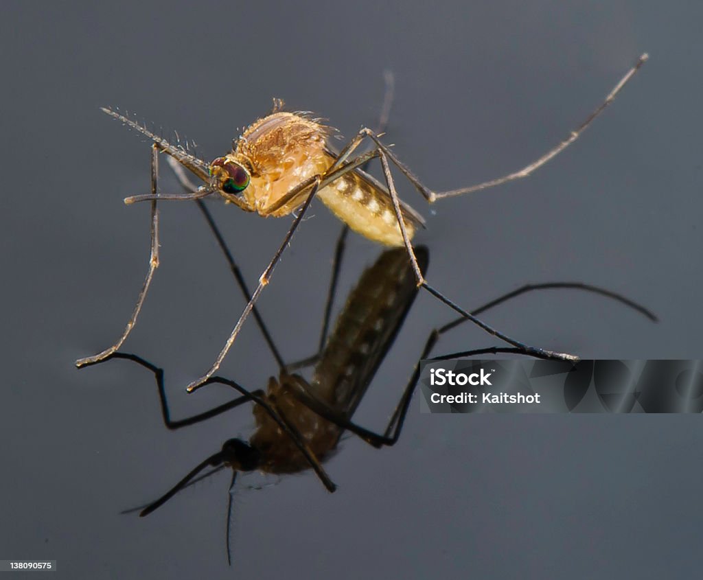Moskito auf einen pool von Wasser - Lizenzfrei Dengue-Fieber Stock-Foto