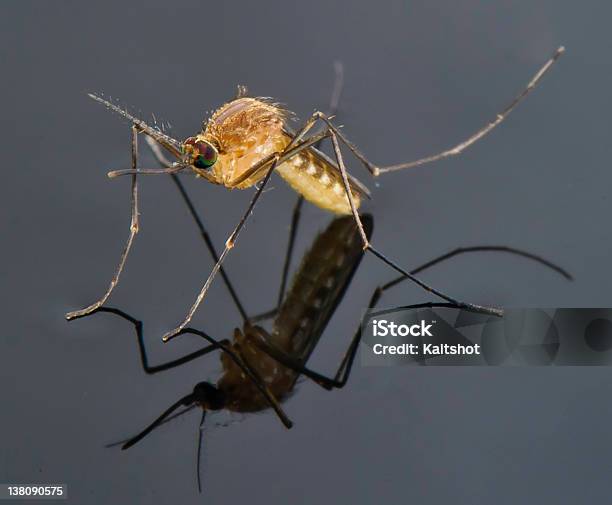 Moskito Auf Einen Pool Von Wasser Stockfoto und mehr Bilder von Dengue-Fieber - Dengue-Fieber, Malariamücke, Afrika