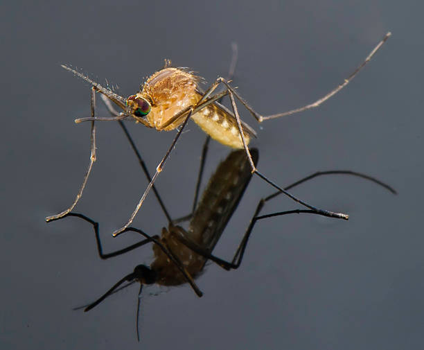 istock mosquito standing on a pool of water 138090575