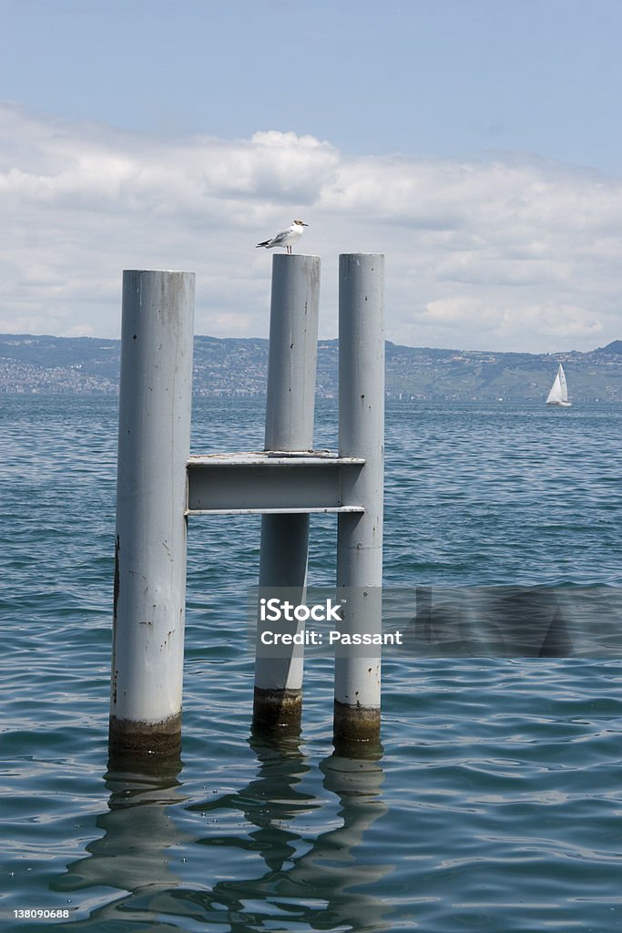 Gaviota sobre polos - Foto de stock de Agua libre de derechos