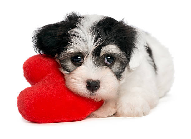 istock Cute Havanese puppy cuddling Valentine's Day heart 138090842