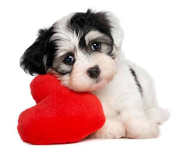 amante dos namorados havanese cachorrinho - valentines day friendship puppy small - fotografias e filmes do acervo