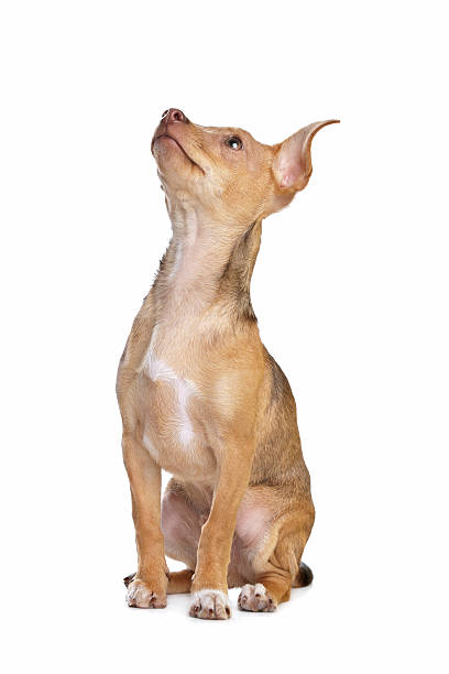 istock mixed breed chihuahua and miniature Pincher dog 138091053