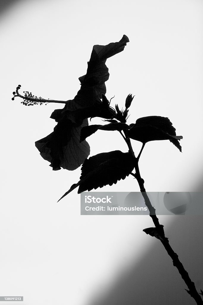 Silhouette d'Hibiscus - Photo de Blanc libre de droits