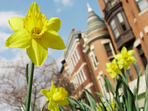 istock Spring Blooms in the City 138091257
