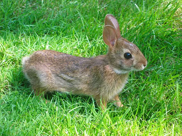 A small bunny rabbit in green grass.