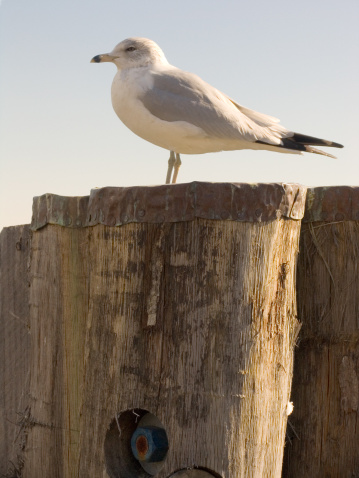 Seagull standing on pier pylon overlooking the water.