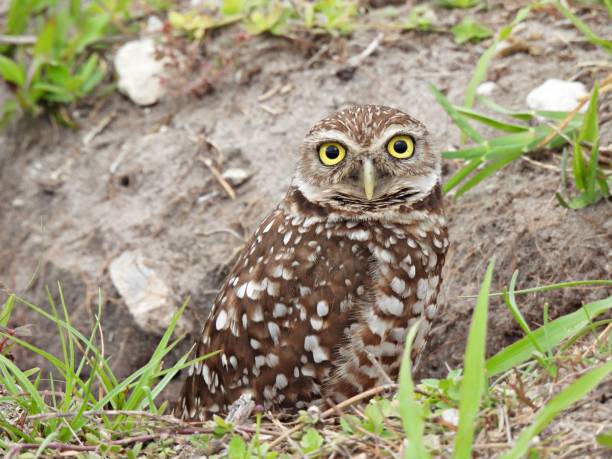 istock Burrowing Owl (Athene cunicularia) resting in the burrow 1380914671