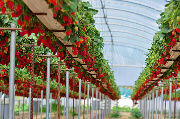 A greenhouse with rows of elevated strawberry plants