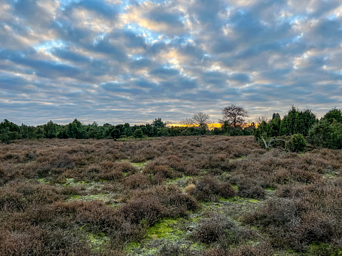 View of the heathland in cold weather in winter in Germany.