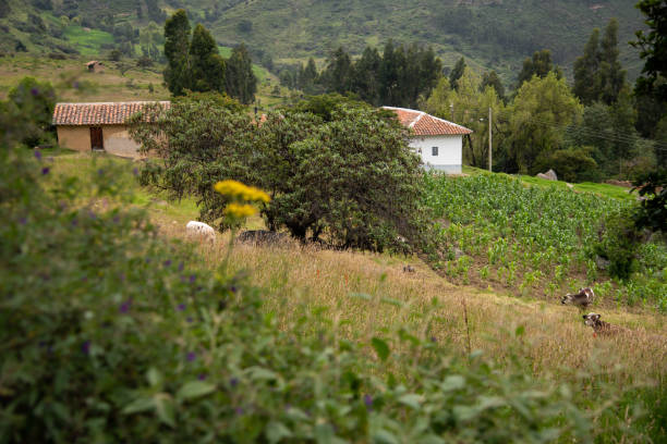 istock Farm on a small hill in a Colombian landscape. 1380936355