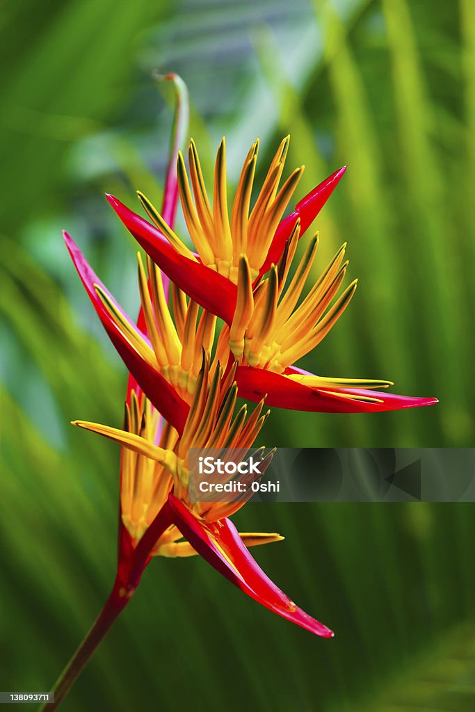 Bird of paradise flower Bird of paradise flower on blured background of palm tree leaves Beauty In Nature Stock Photo
