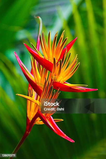 Bird Of Paradise Flower Stock Photo - Download Image Now - Beauty In Nature, Bird of Paradise - Plant, Blossom