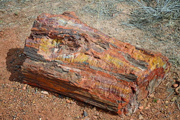 Log in the Petrified Forest Close-up Log from a fallen tree in the Petrified Forest in Arizona. petrified wood stock pictures, royalty-free photos & images