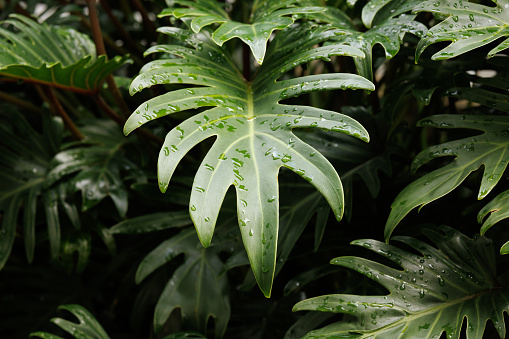 Large plant leaf