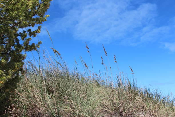 haute herbe marrame dans le vent - grass tall timothy grass field photos et images de collection