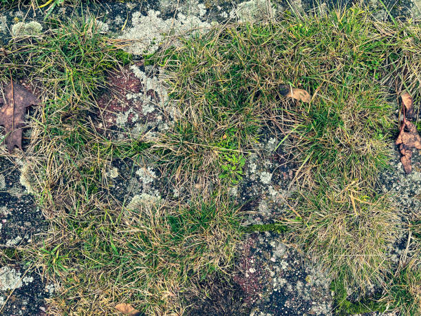 Old paved stones covered with grass as texture or background.