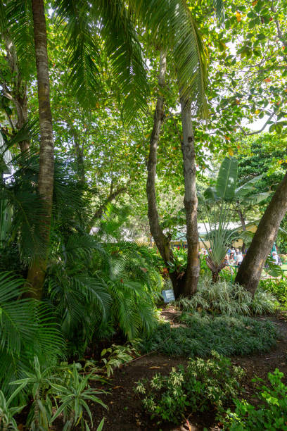 istock Tropical Jungle in Colombia 1380951602