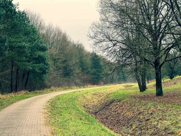 istock A path next to a forest and a meadow in winter in rainy weather. 1380951730