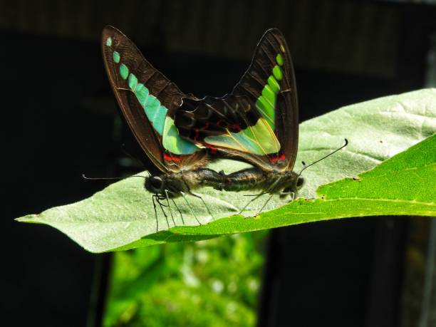 A pair of butterflies perched on a leaf