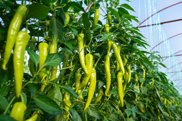 chiles verdes orgánicos que crecen en el invernadero - greenhouse pepper vegetable garden agriculture fotografías e imágenes de stock