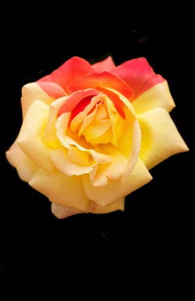 róża chimera - chimera zdjęcia i obrazy z banku zdjęć