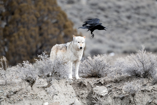 Grey wolf looking over the scene gets buzzed by a raven in Yellowstone National Park in Wyoming and Montana in northwestern United States of America (USA). John Morrison Photographer