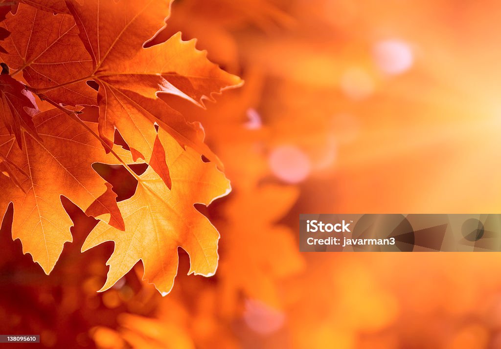 Осень листья, очень мелкий Фокус - Стоковые фото Осень роялти-фри
