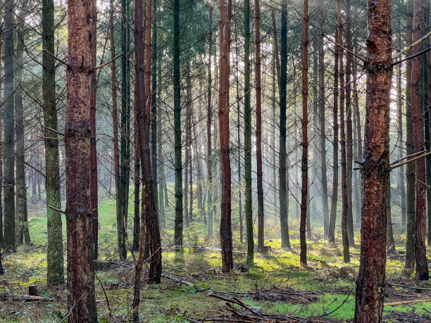 istock A forest with beautiful light and some fog and snow in winter. 1380959471