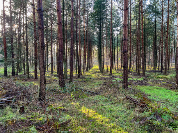 istock A forest with beautiful light and some fog and snow in winter. 1380959682