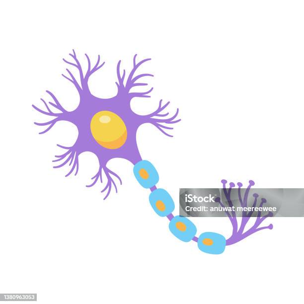 Sensorisch Neuron Human Sensory Neuron Model For Biology Studies Stock Illustration ...