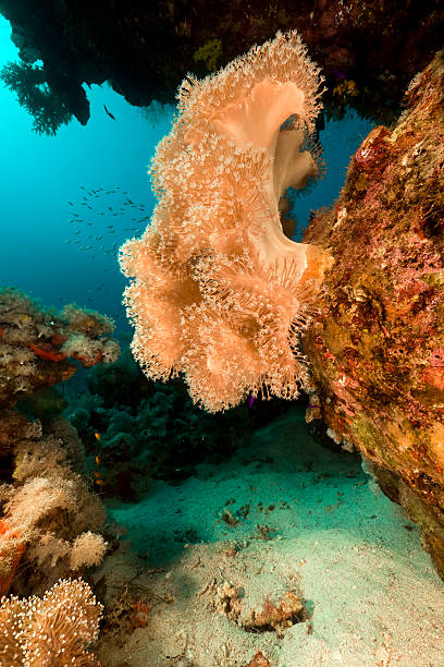 istock Slimy leather coral in the Red Sea. 138096706