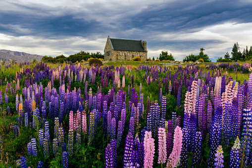 This November 2021 daylight image shows lupins blooming near the Church of the Good Shepherd in Lake Tekapo, Aotearoa New Zealand. Dark storm clouds provide a dramatic background.